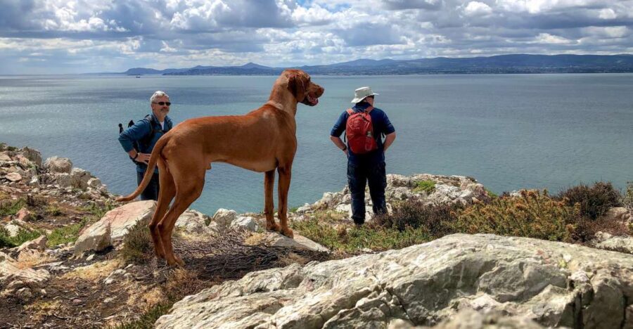 Dublin: Howth Coastal Hiking Tour - Bodega Coffee to St Mary’s Abbey: Viking roots with sea views in mind