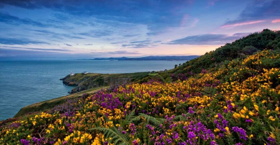 From Dublin: Half-Day Guided Coastal Tour to Howth Village - The Howth Cliffs: your guided 60 minutes of sea-bird watching