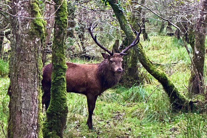 Jaunting Car Tour in Killarney National Park - Stop 2: Killarney National Park UNESCO drive and lake views