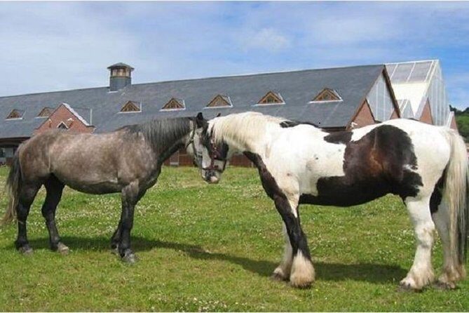 Killarney National Park Horseback Ride. Co Kerry. Guided. 1 hour. - Key highlights at a glance