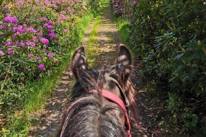 Killarney National Park Horseback Ride. Co Kerry. Guided. 2 hours. - Who should book this ride, and who should skip it