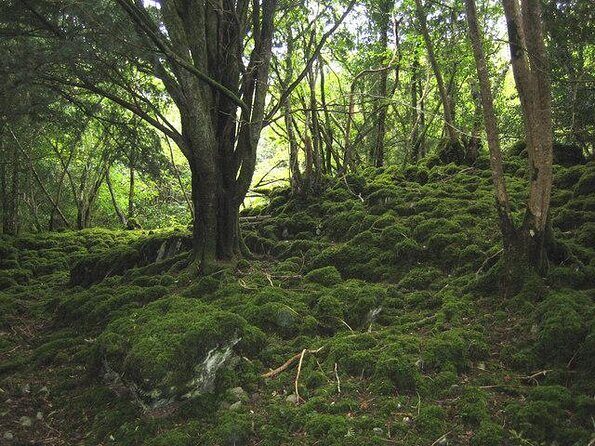 Ring of Kerry Day Tour from Limerick: Including Killarney National Park - Price and Time: What You’re Actually Paying For