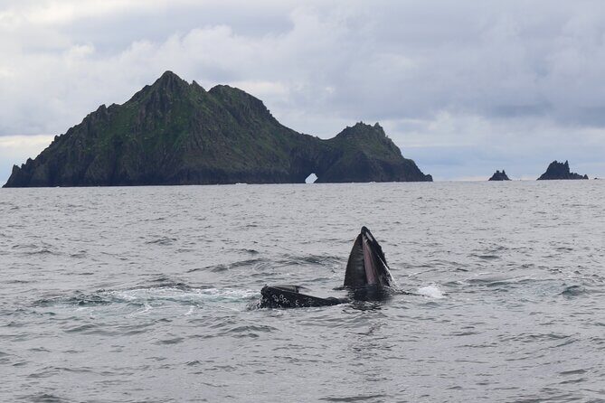 The Great Blasket Island Experience - Premium Tour - How Fungi the Dolphin and the bay stops shape the story