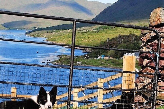 Visit traditional working sheep farm with sheepdog demo. Galway. - The Killary Fjord walk and mountain views: why the scenery is part of the point