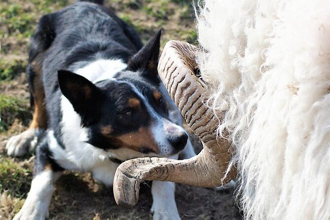Visit traditional working sheep farm with sheepdog demo. Galway. - Meet Tom and see what a working flock really looks like