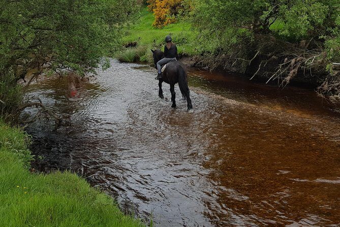Wicklow Mountains Horse Trekking - Where You Start: Hollywood Horse and Pony Trekking (Ballymore Eustace)